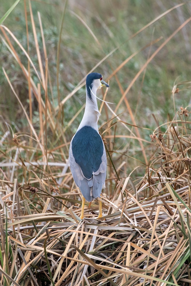 夜鷺 - ML647493083