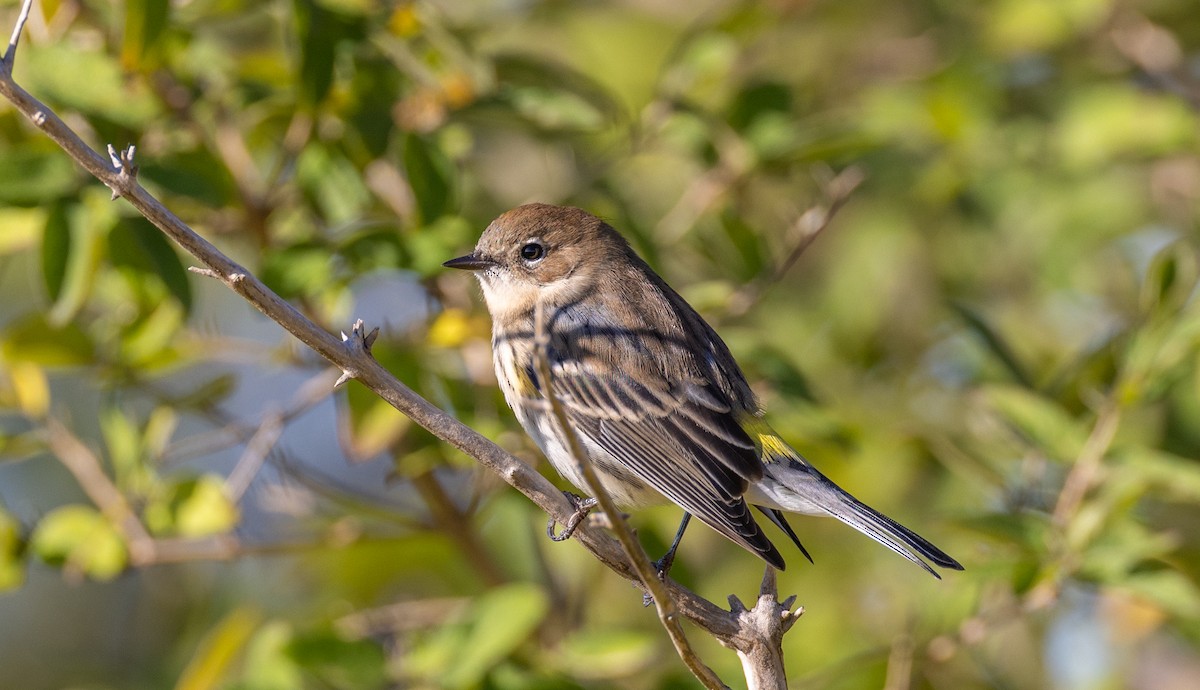 Yellow-rumped Warbler - ML647493084