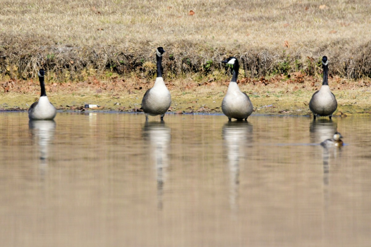 Canada Goose - ML647493085
