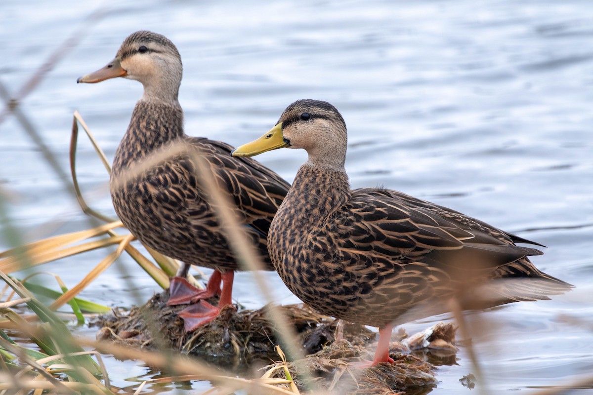 Mottled Duck - ML647493086