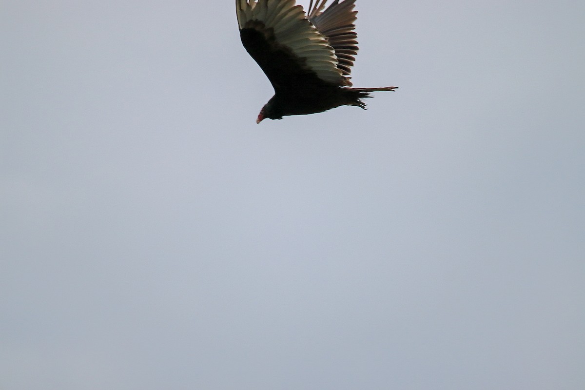 Turkey Vulture - ML647493087