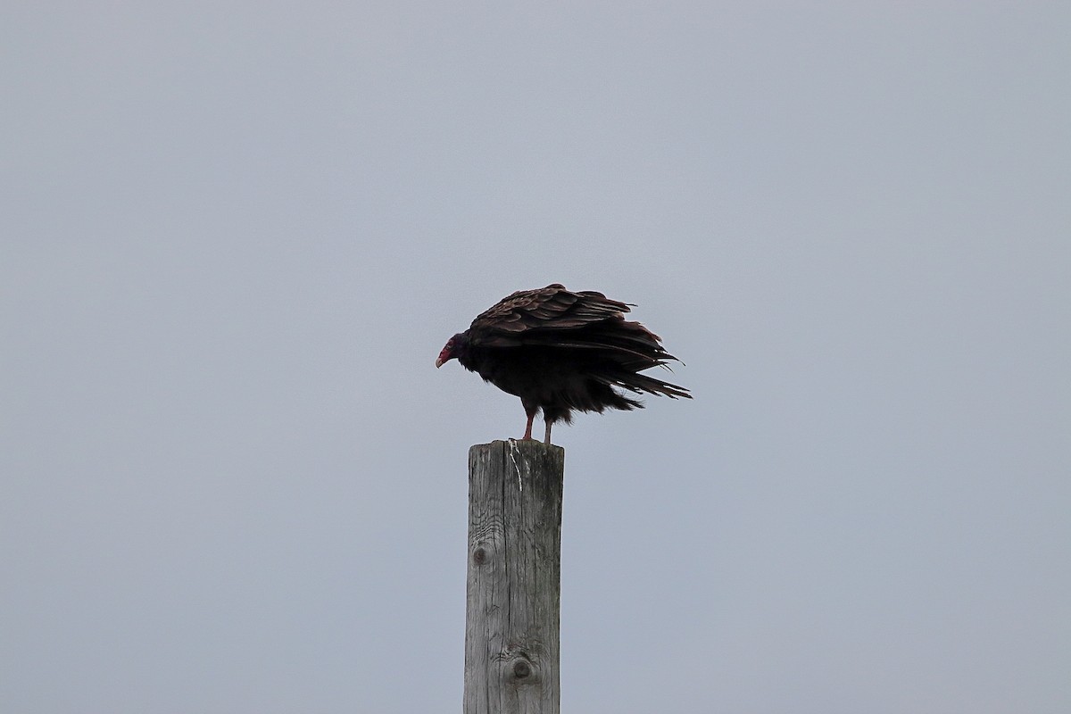 Turkey Vulture - ML647493089