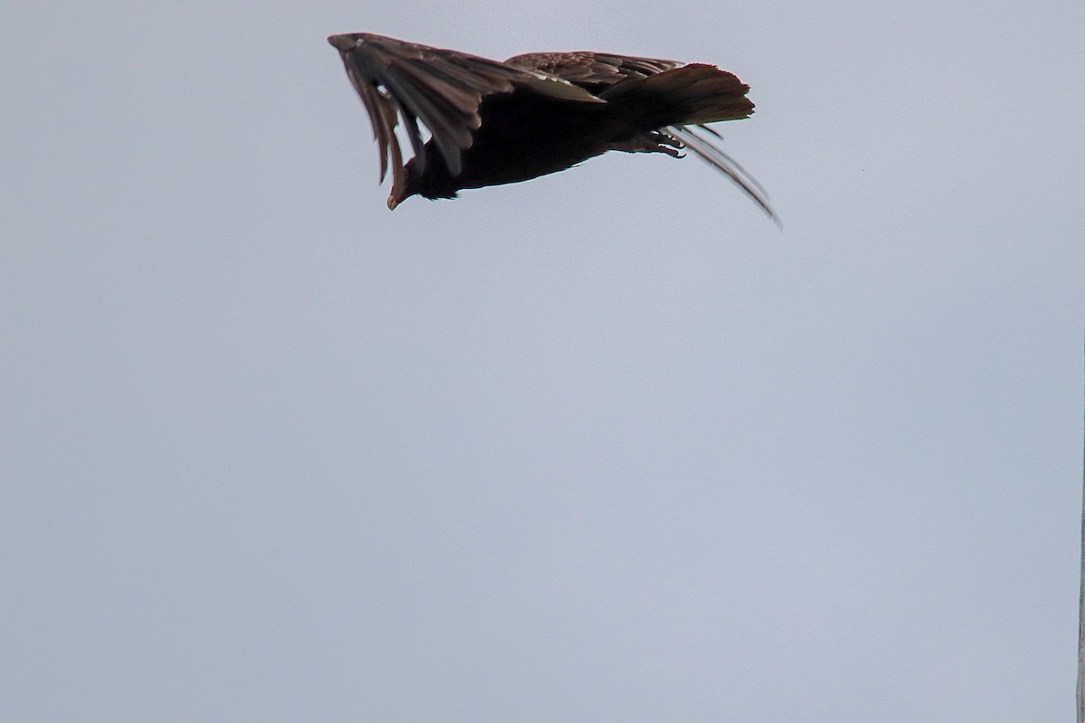 Turkey Vulture - ML647493090
