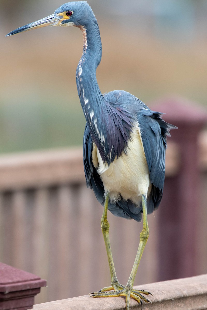 Tricolored Heron - ML647493091