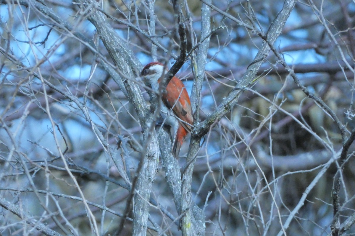 Scarlet-backed Woodpecker - ML647493092