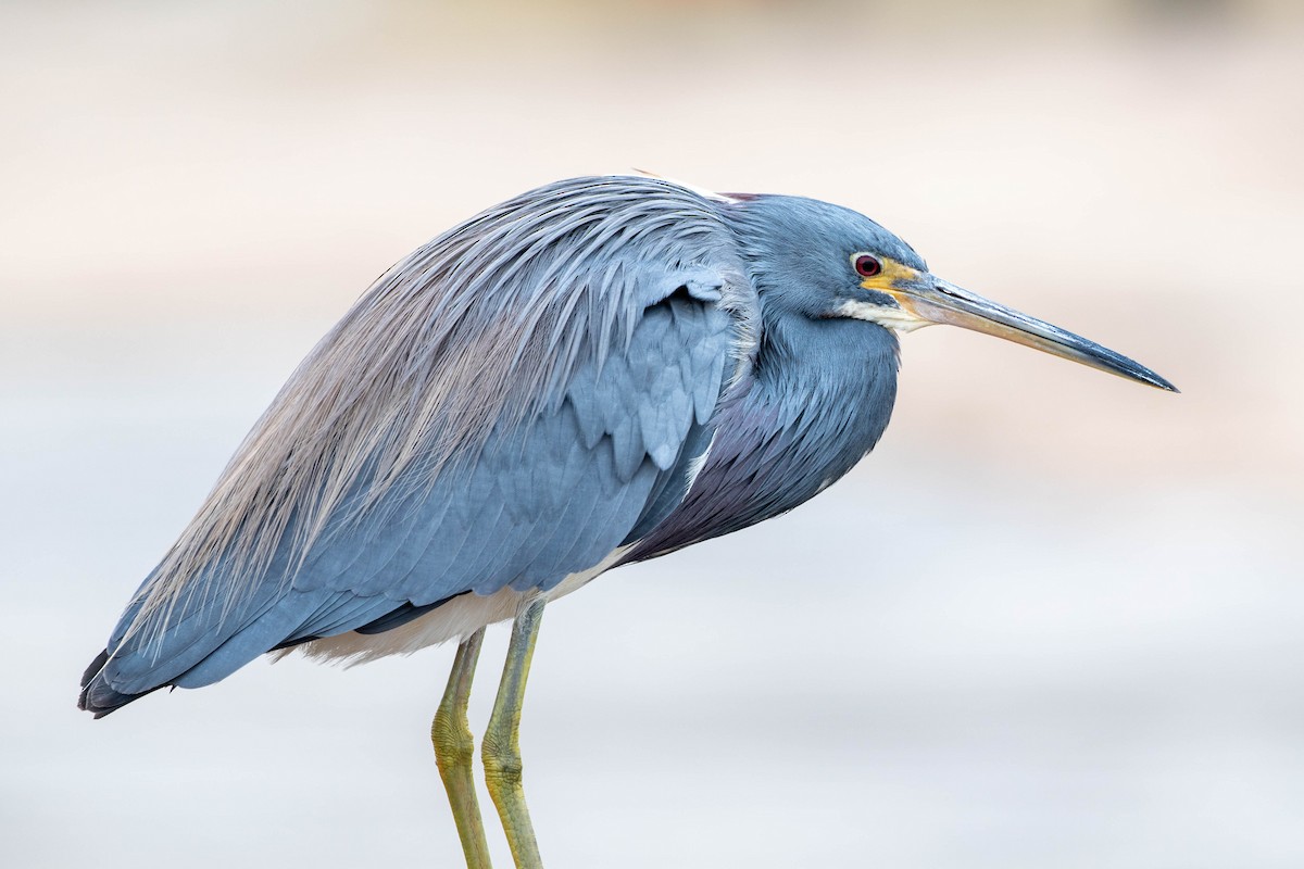 Tricolored Heron - ML647493093