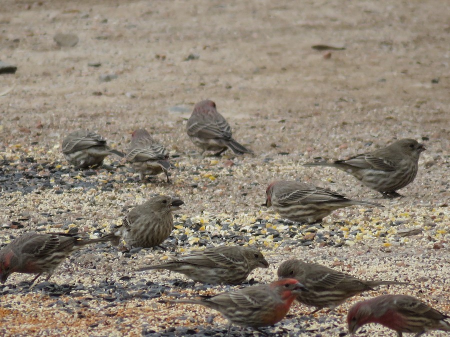 House Finch - ML647493094