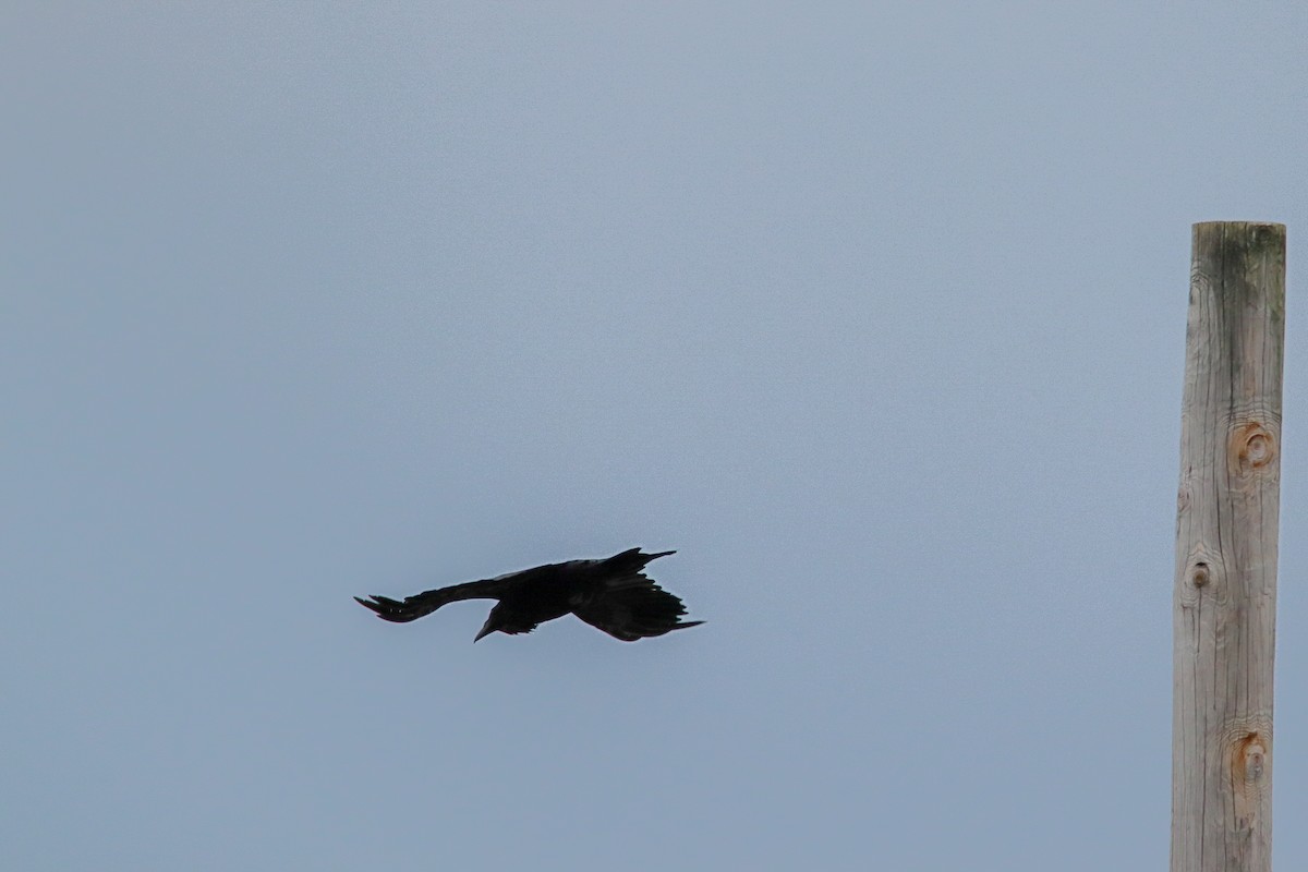 Common Raven - ML647493096