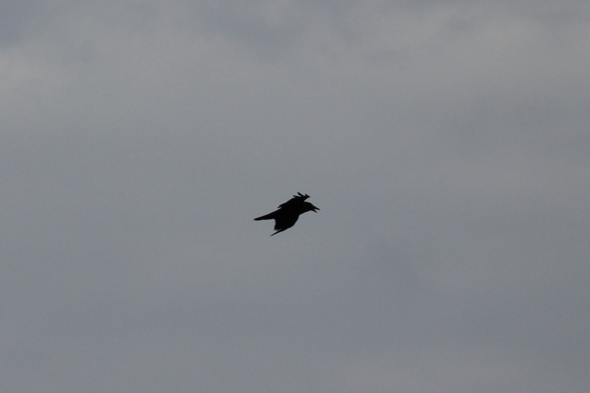 Common Raven - ML647493097