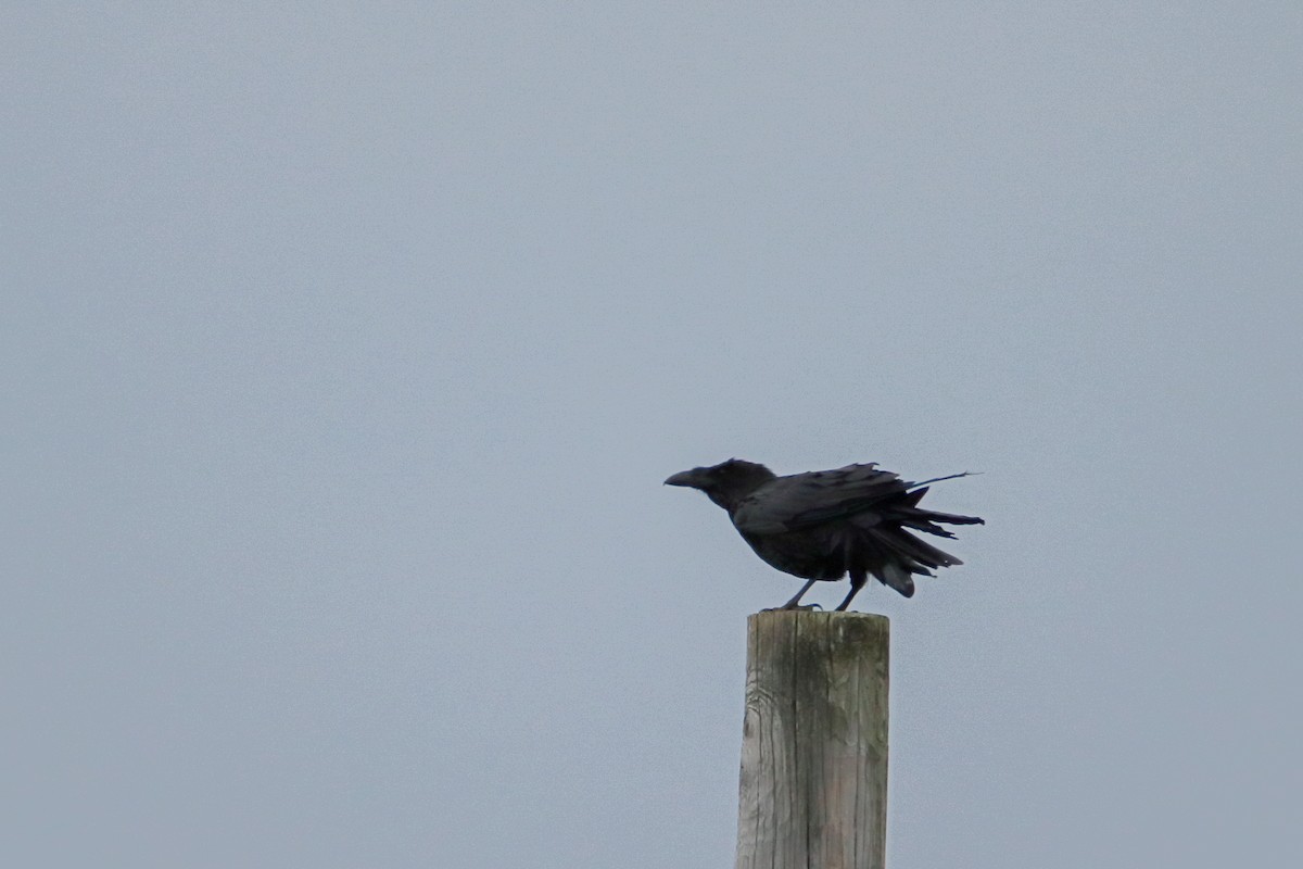 Common Raven - ML647493098