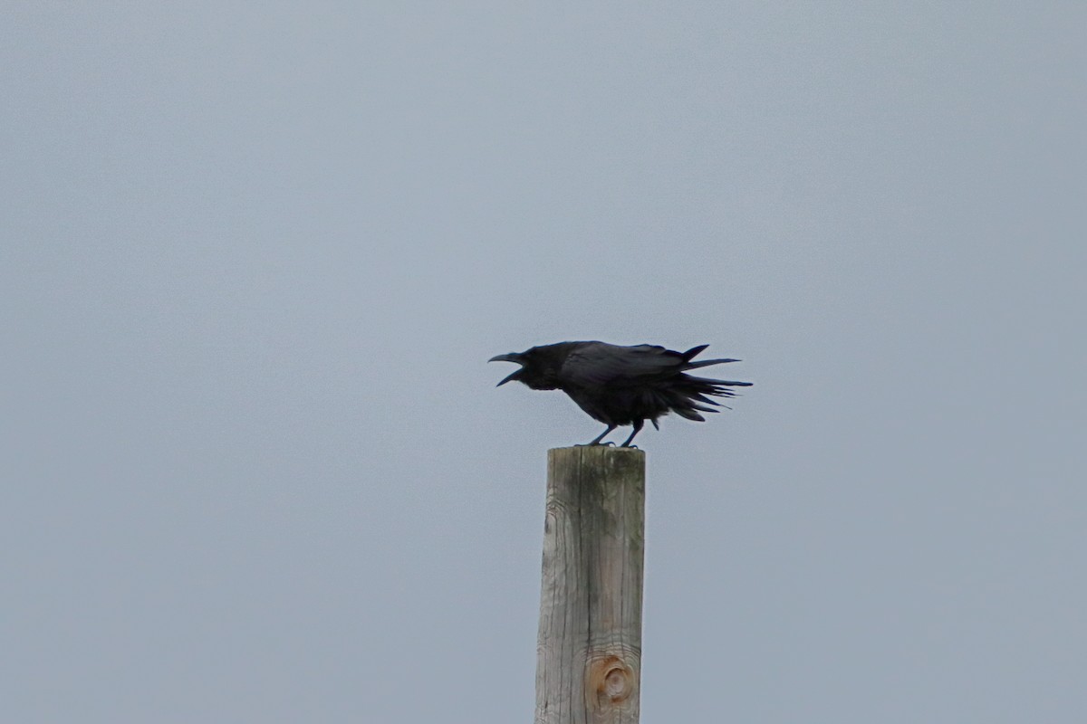 Common Raven - ML647493099