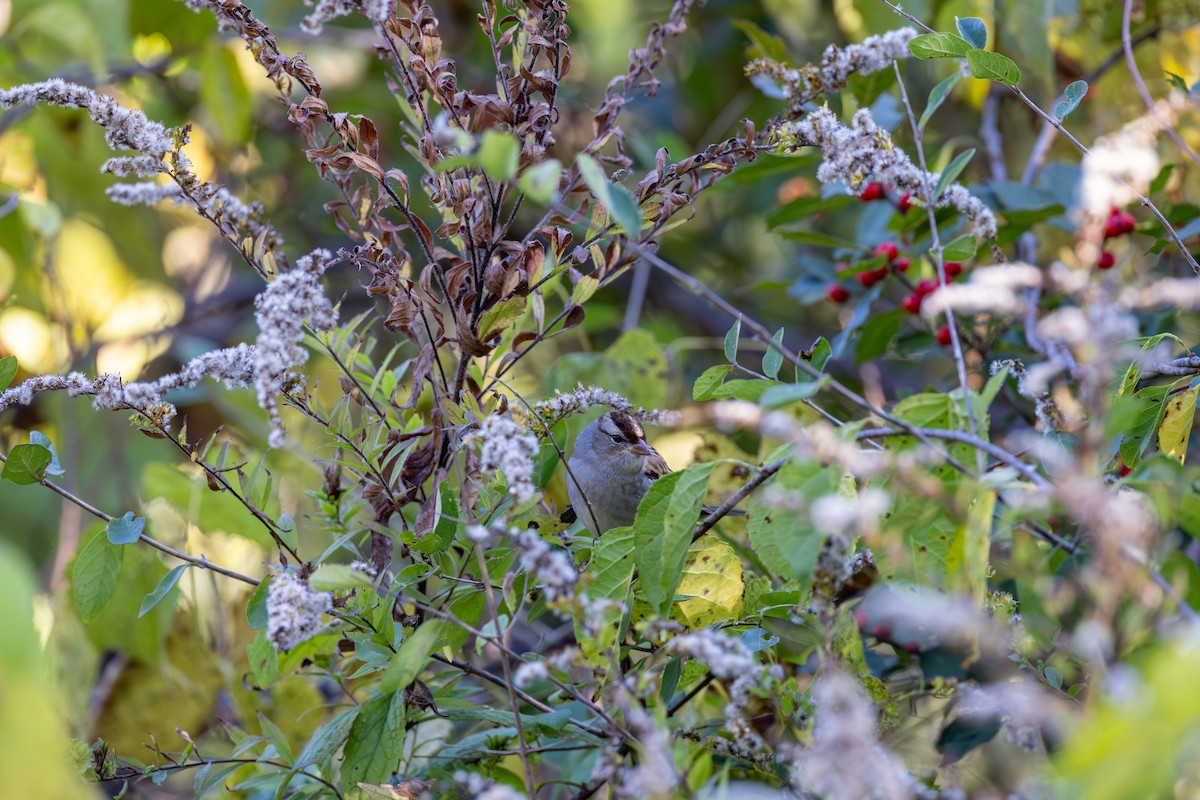 White-crowned Sparrow - ML647493100