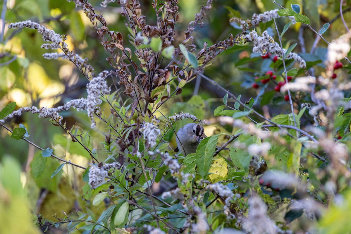 White-crowned Sparrow - ML647493101