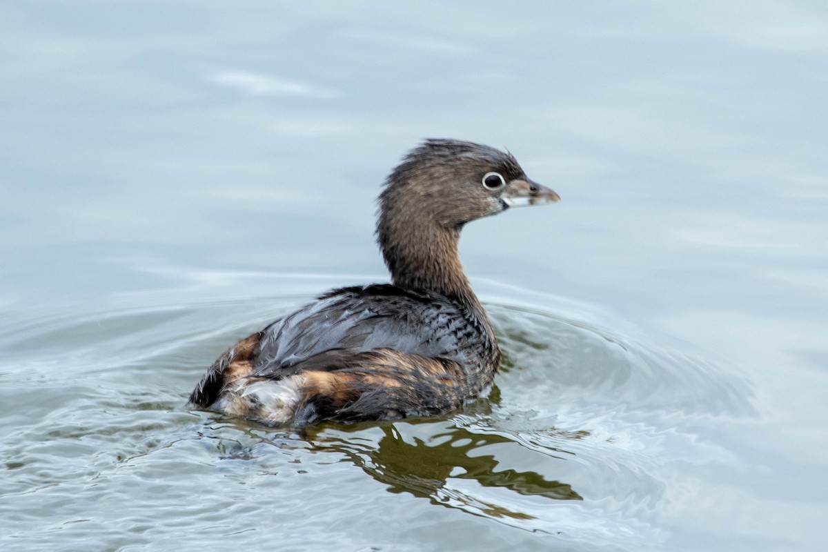 Pied-billed Grebe - ML647493102