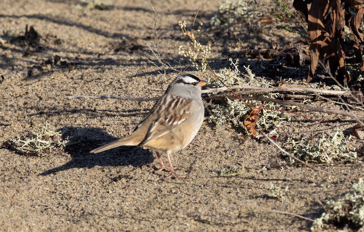 White-crowned Sparrow - ML647493103