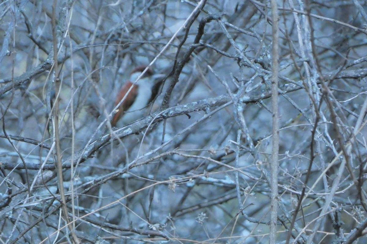 Scarlet-backed Woodpecker - ML647493104