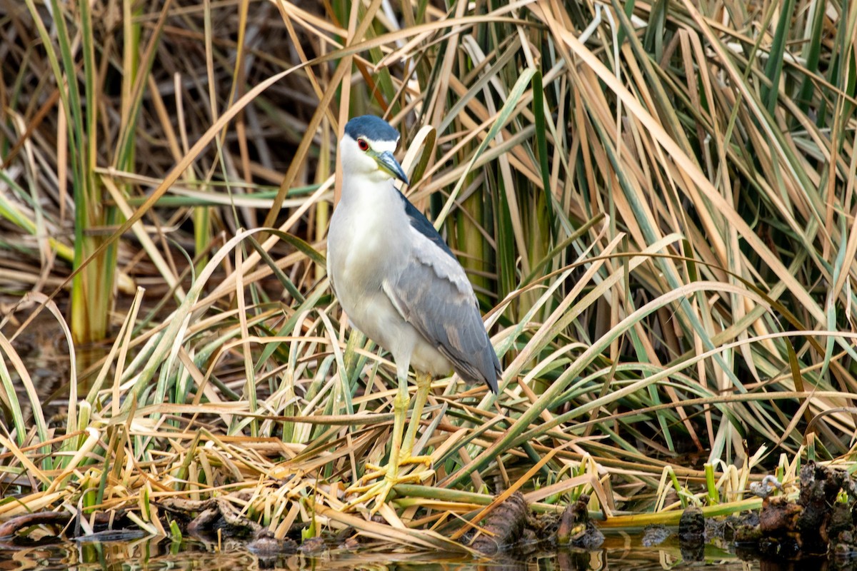 夜鷺 - ML647493105