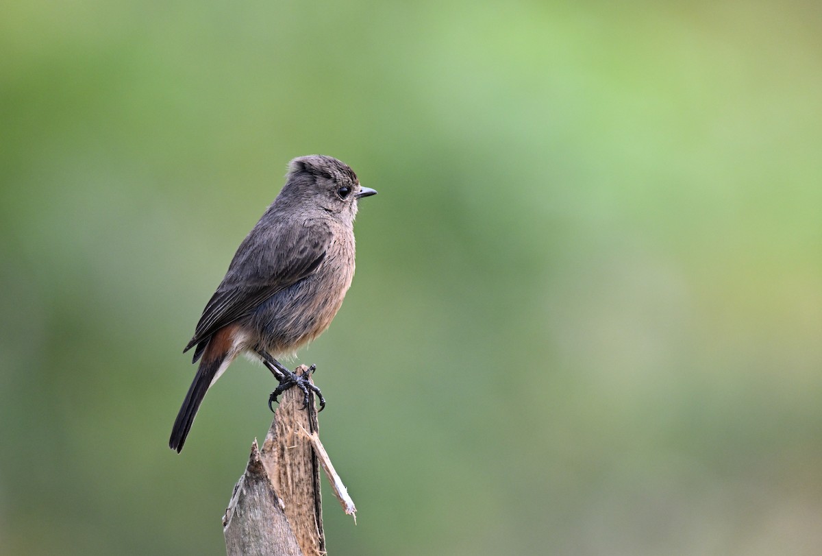 白斑黑石䳭 - ML647493106