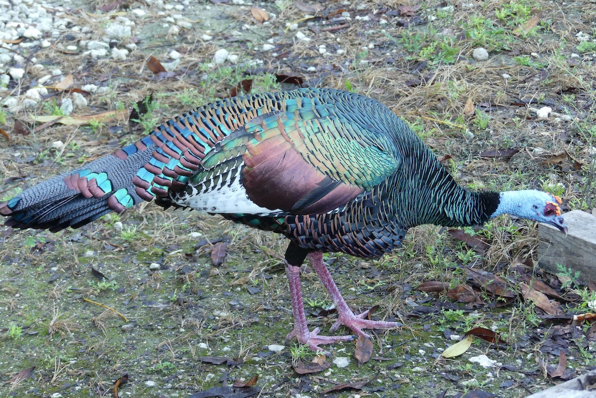 Ocellated Turkey - ML647493107