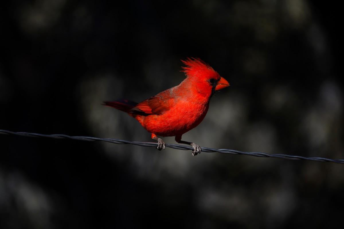 Northern Cardinal - ML647493108