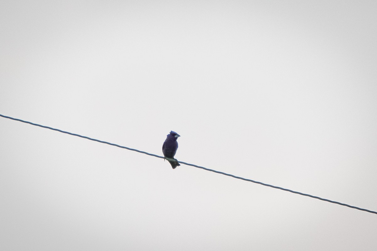 Blue Grosbeak - ML647493112