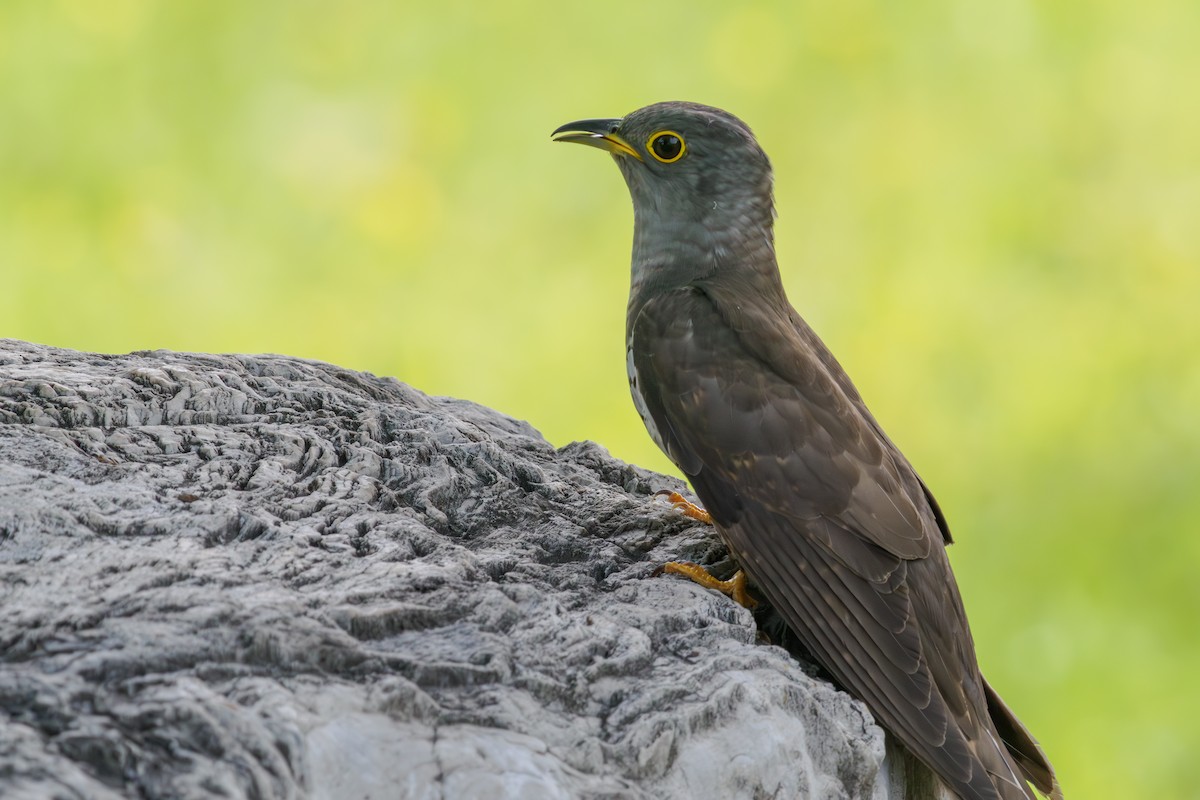 Indian Cuckoo - ML647493114