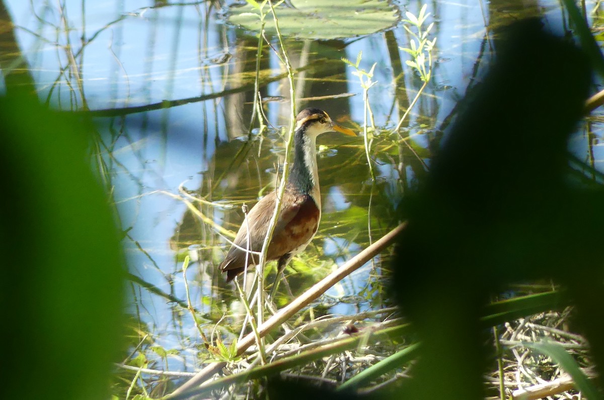 Northern Jacana - ML647493115