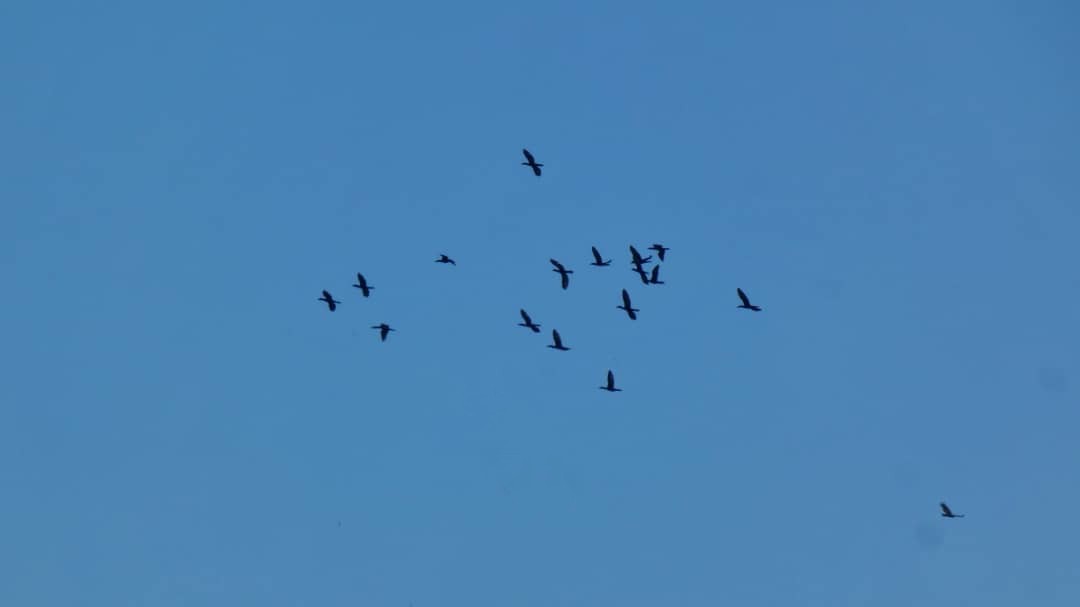 Neotropic Cormorant - ML647493116