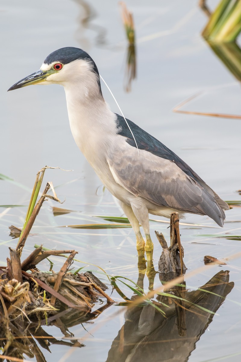 夜鷺 - ML647493117