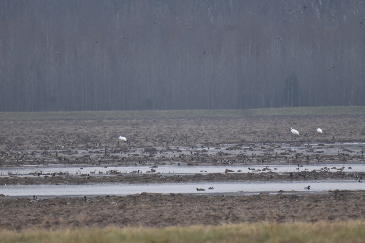 Whooping Crane - ML647493118