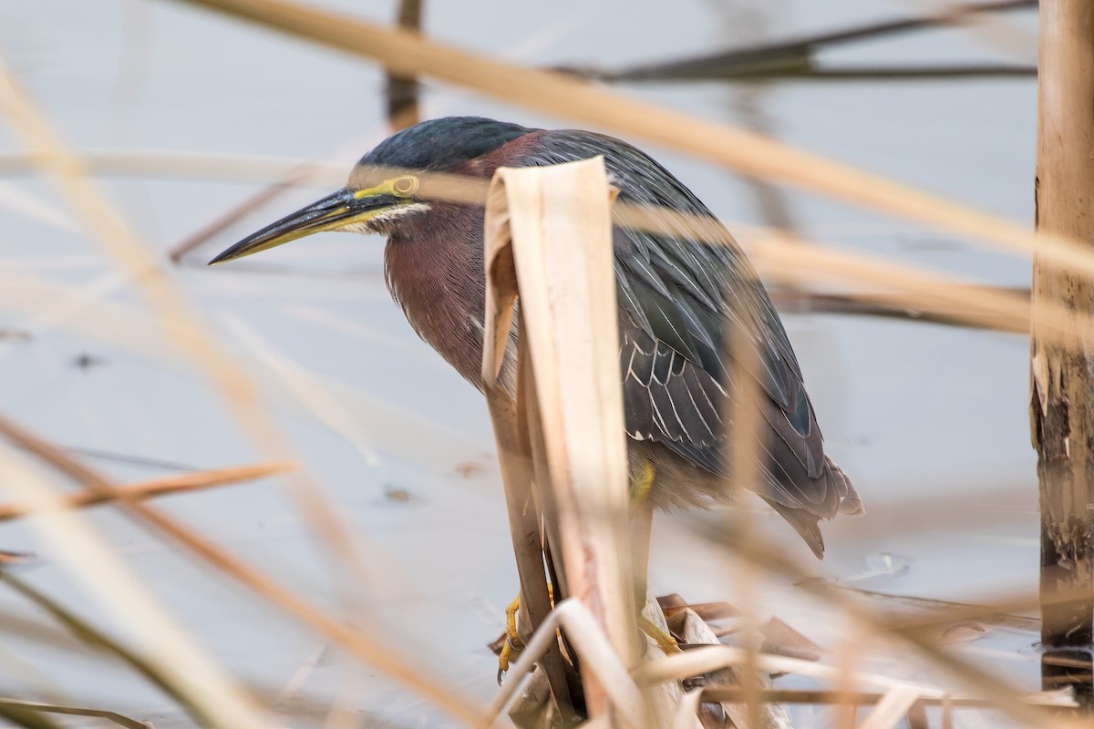 Green Heron - ML647493119
