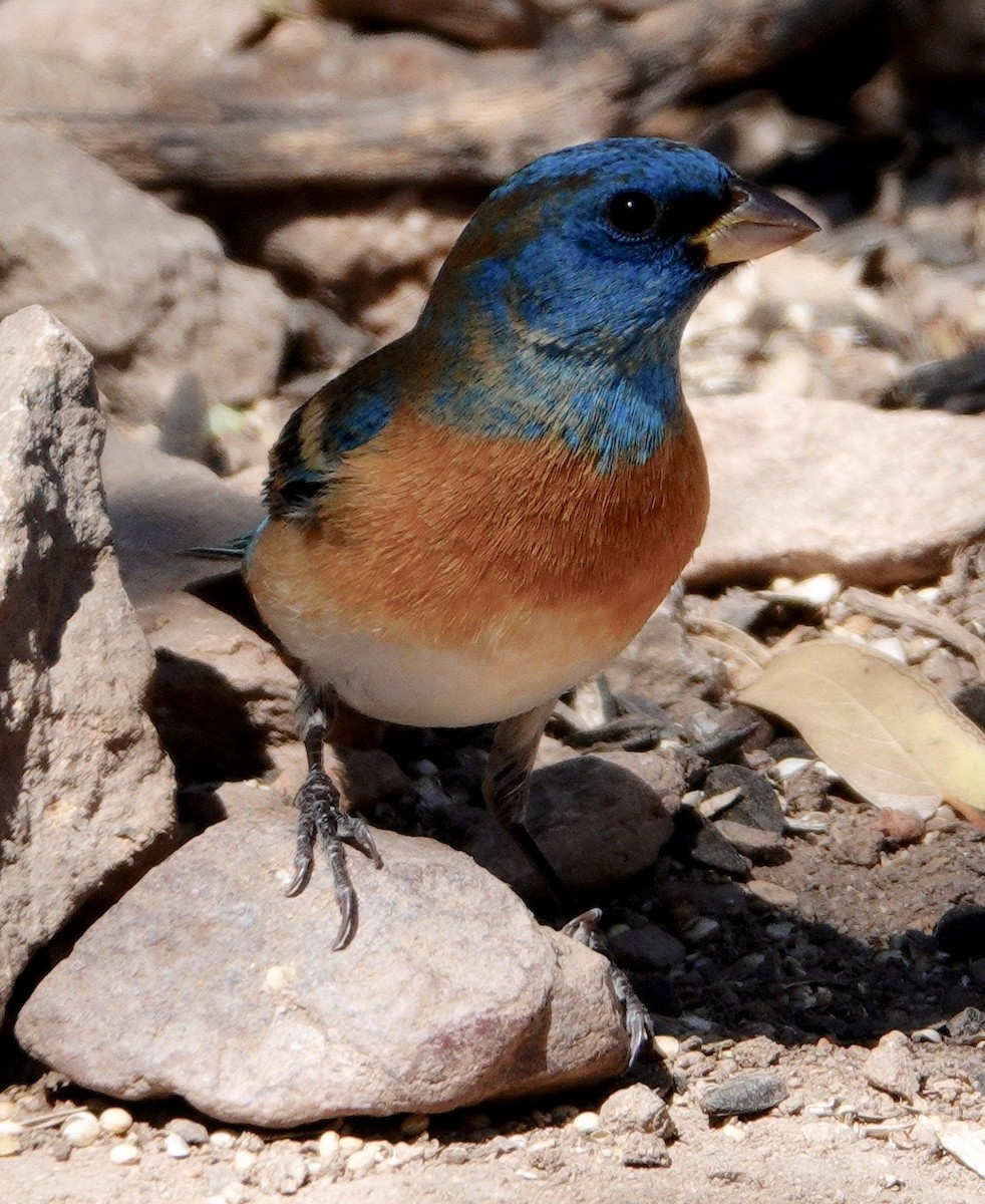 Lazuli Bunting - ML647493120