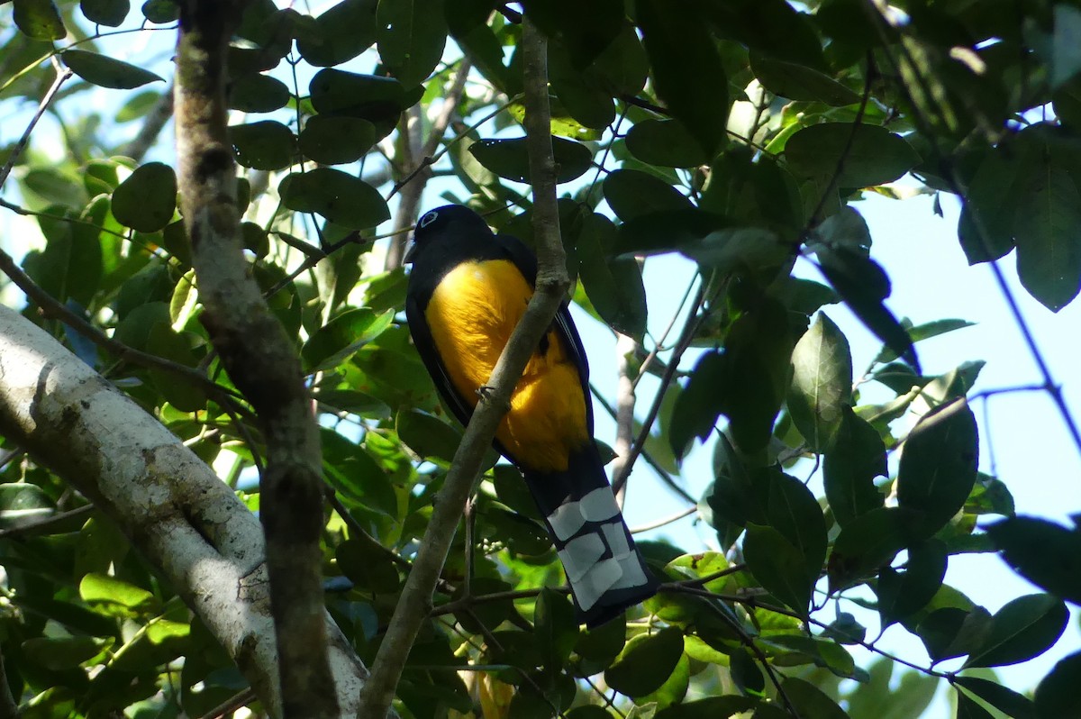 Black-headed Trogon - ML647493121