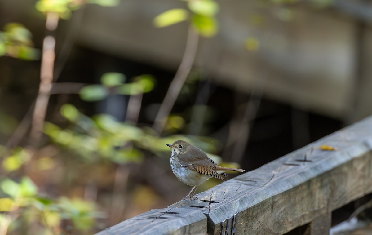 Hermit Thrush - ML647493122
