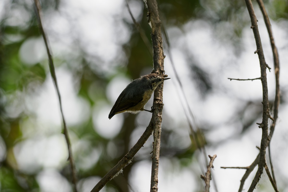 Snowy-browed Nuthatch - ML647493124