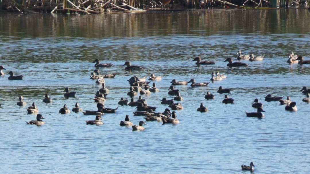 Blue-winged Teal - ML647493127