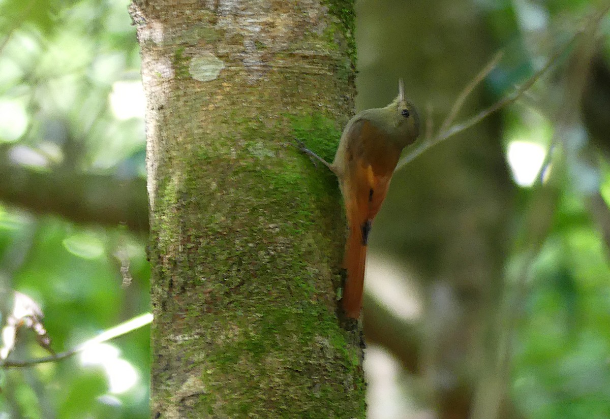 Olivaceous Woodcreeper - ML647493128