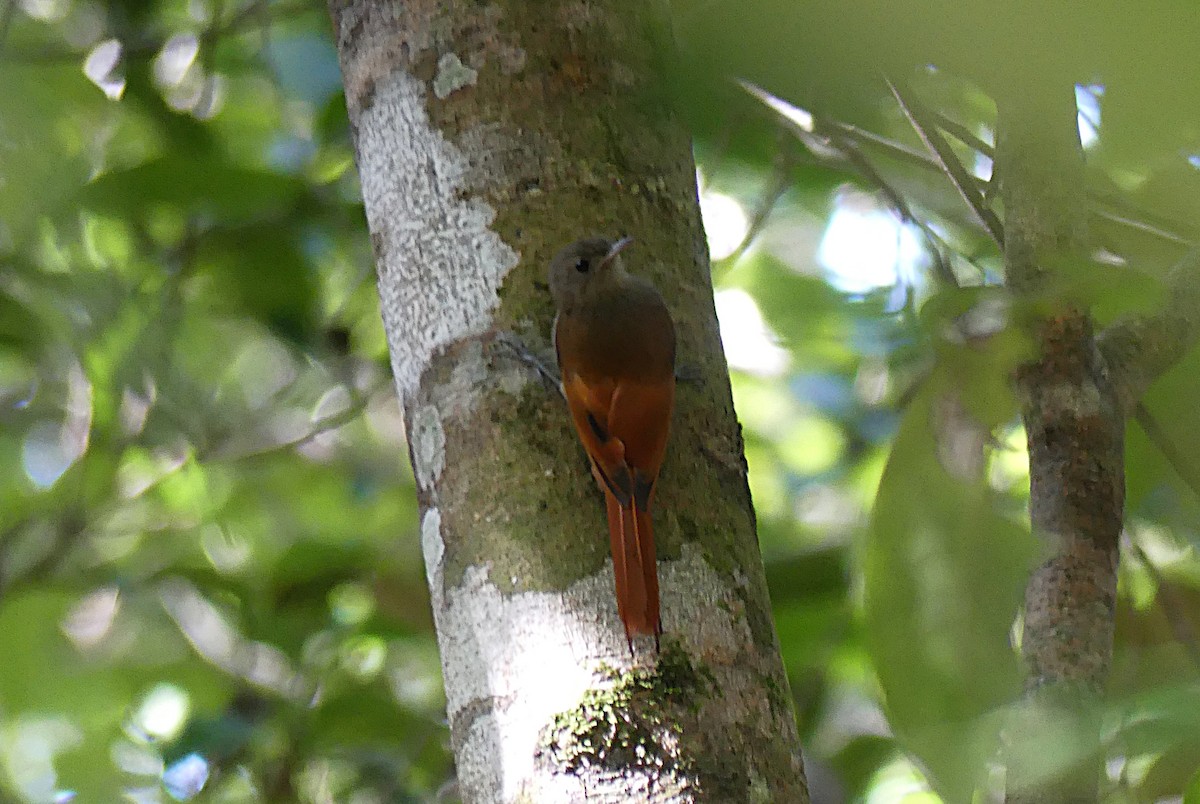 Olivaceous Woodcreeper - ML647493129
