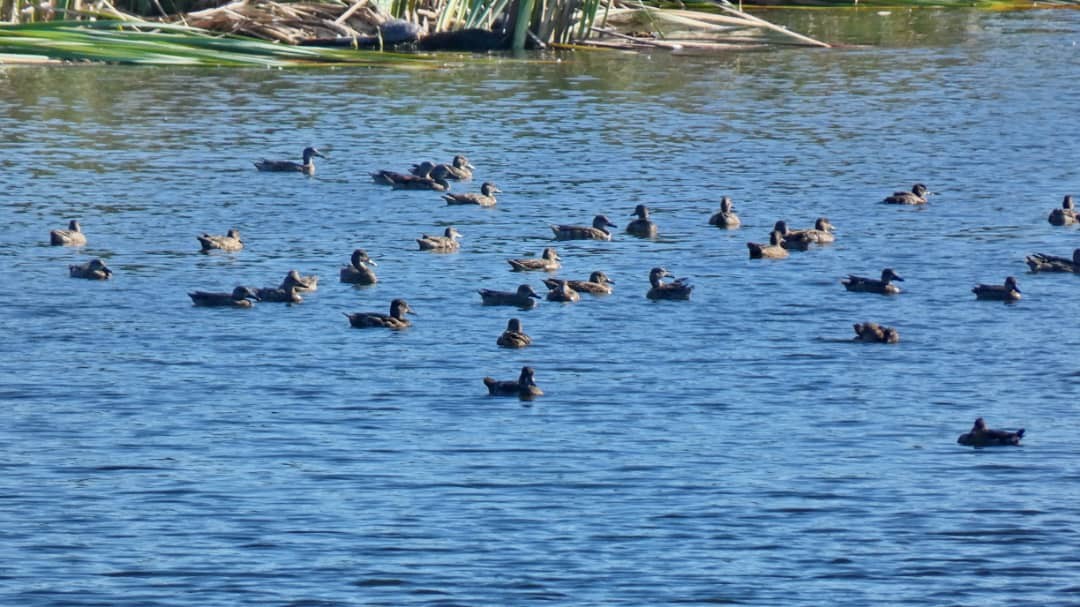 Blue-winged Teal - ML647493135