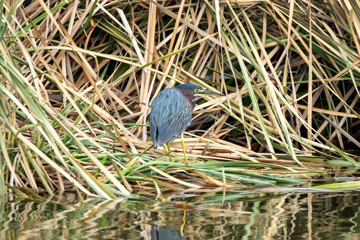 Green Heron - ML647493136