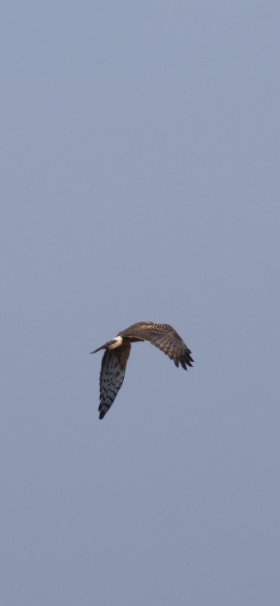 Northern Harrier - ML647493137