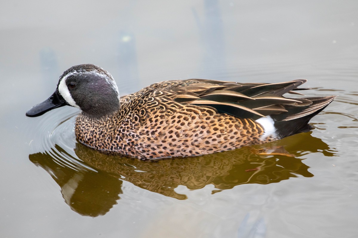 Blue-winged Teal - ML647493138