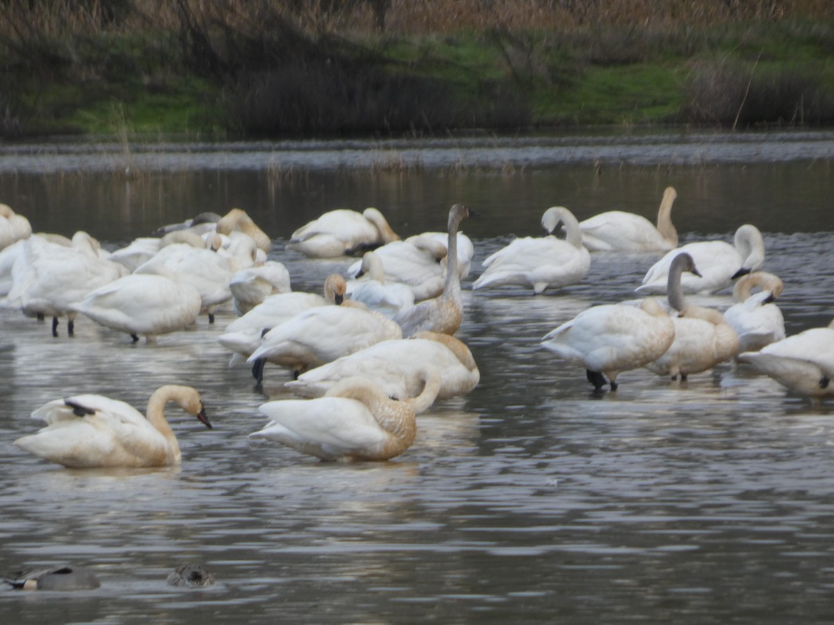 小天鵝 - ML647493139