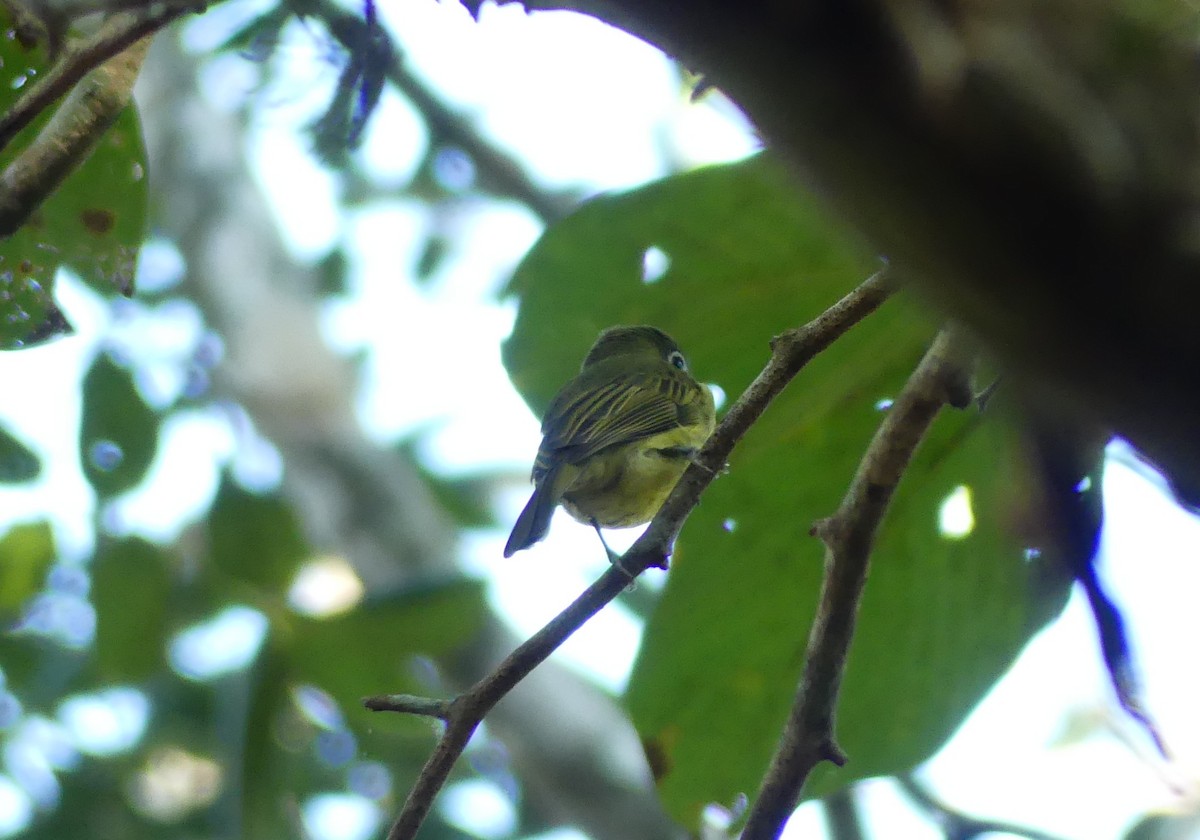Eye-ringed Flatbill - ML647493141
