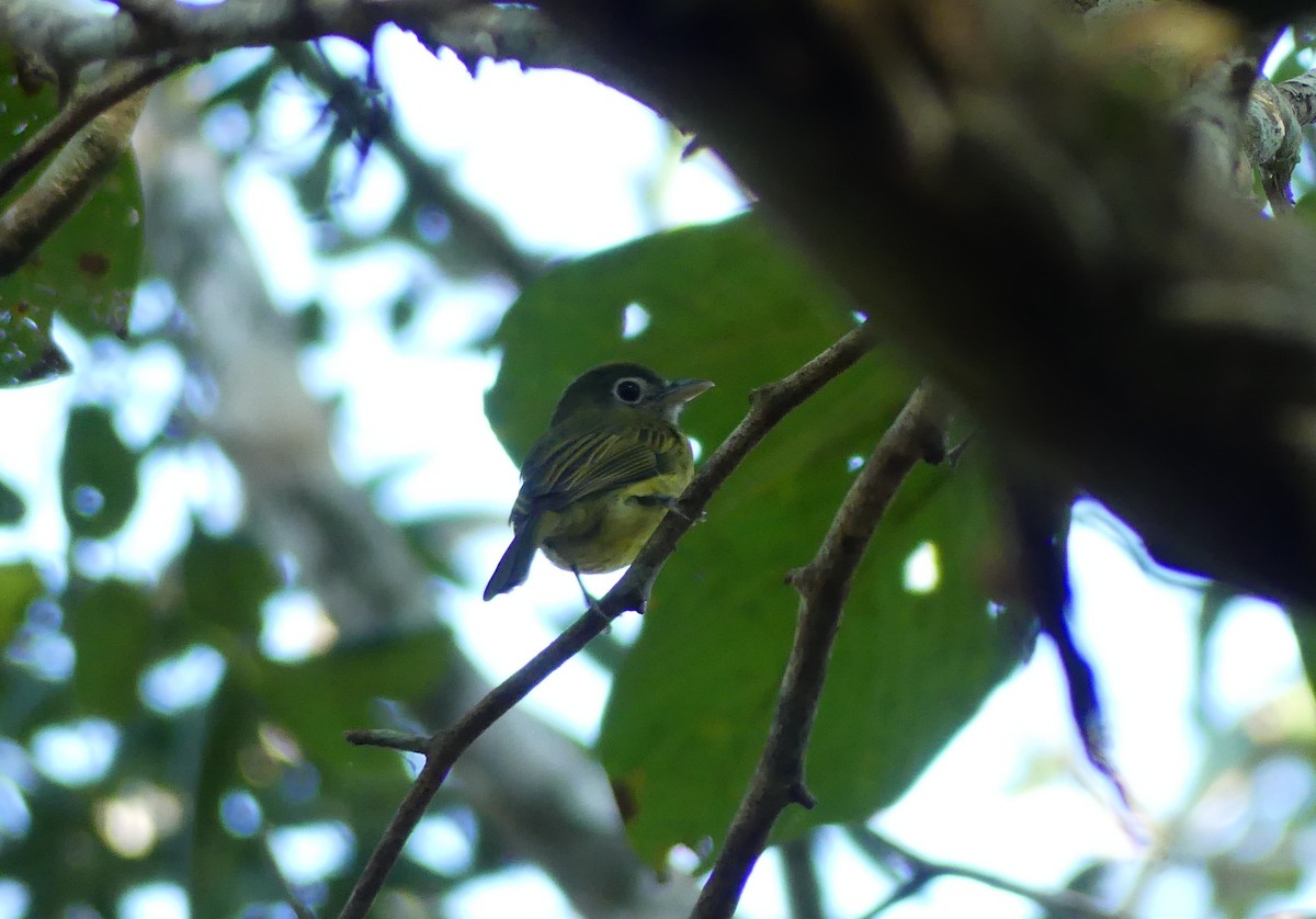 Eye-ringed Flatbill - ML647493142