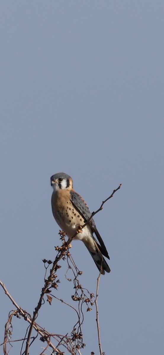 American Kestrel - ML647493144