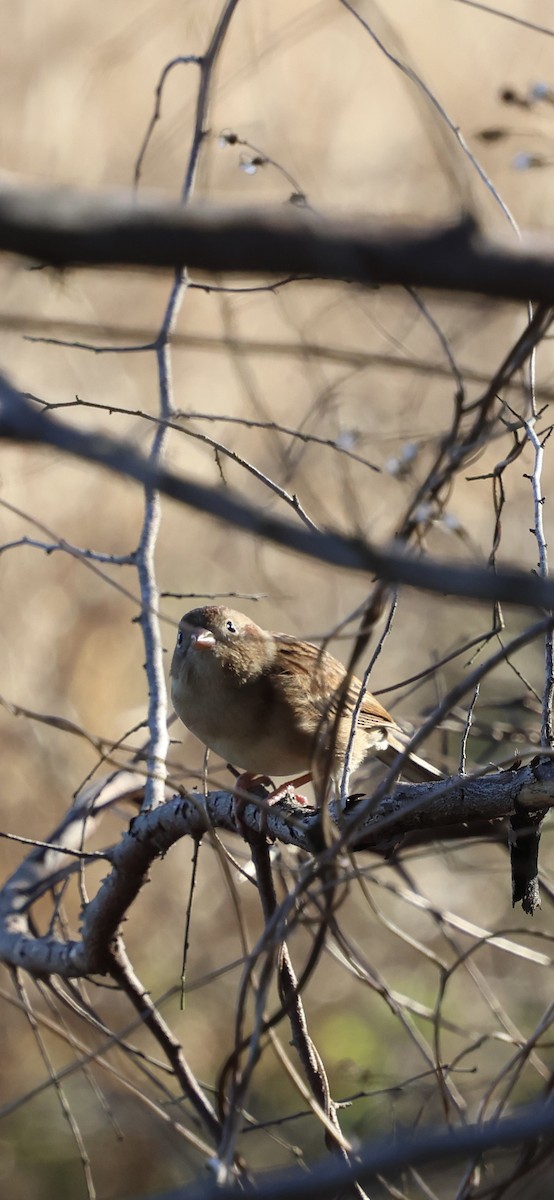 Field Sparrow - ML647493152