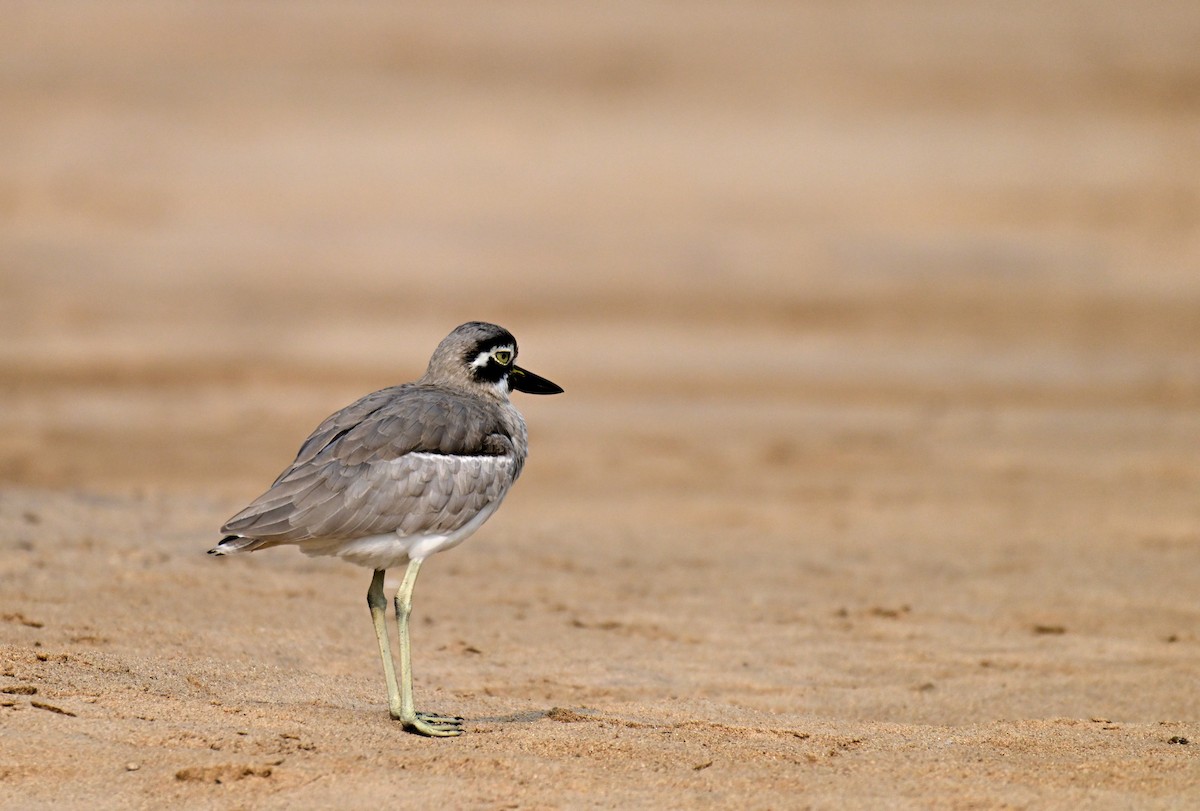 Grand Oedicnème - ML647493158