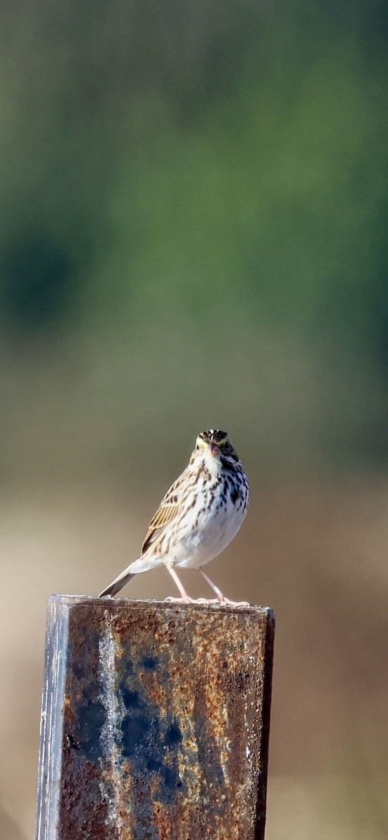 Пасовник савановий - ML647493160