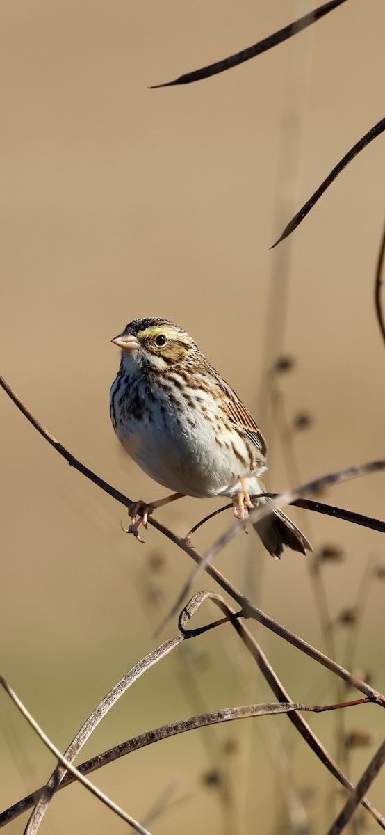 Пасовник савановий - ML647493161
